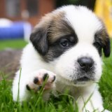 Chaque année, près de 200'000 chiens et chats sont abandonnés en France. Le gouvernement lance une campagne afin d'endiguer le phénomène. (Image d'illustration) KEYSTONE/LAURENT GILLIERON